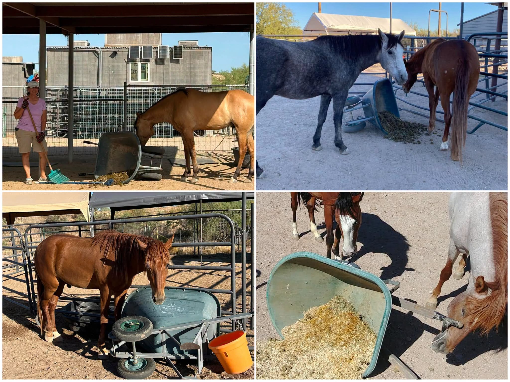 Our rescues don’t just enjoy life—they love helping their caretakers with chores! ❤️🐴