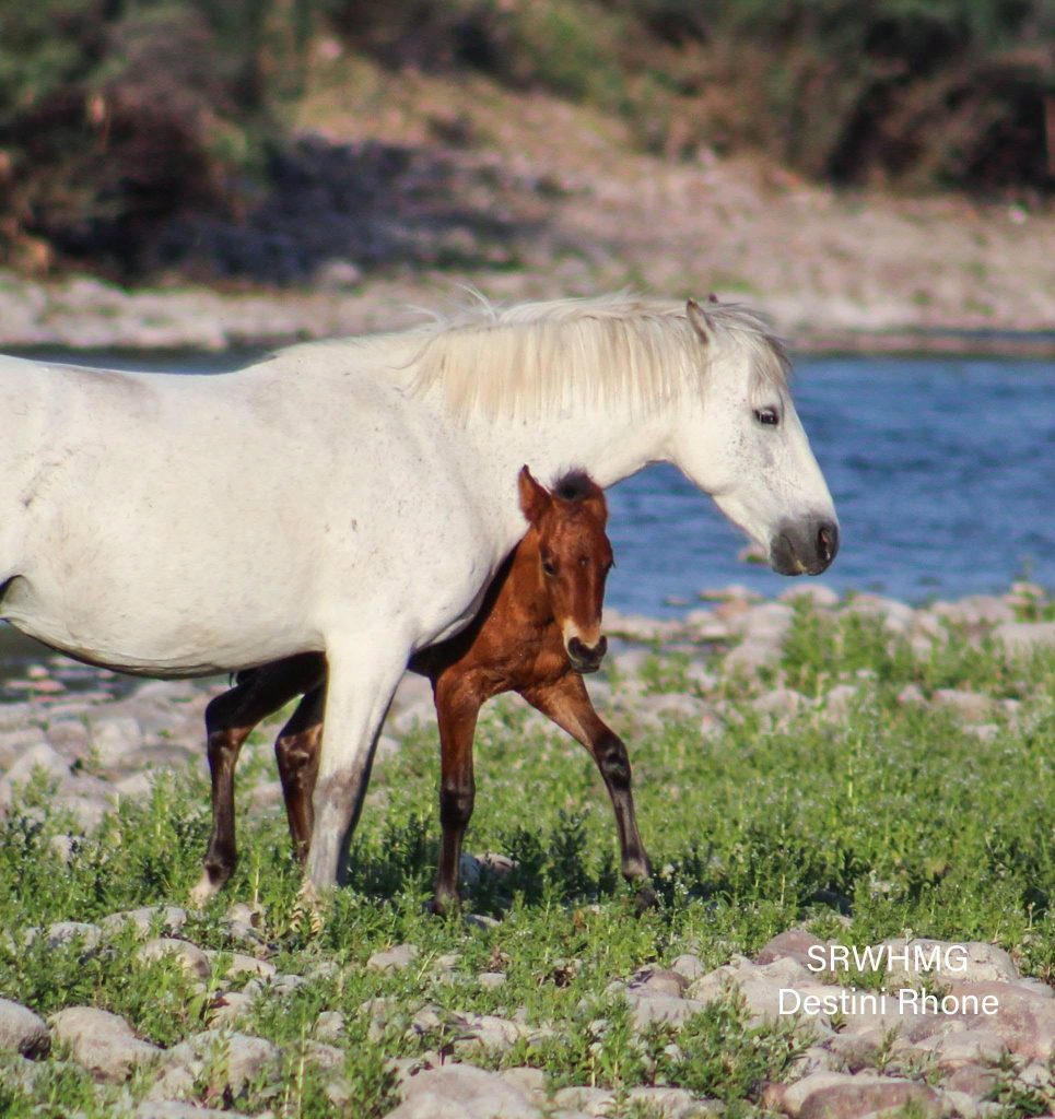 Warrior as a foal with mom
