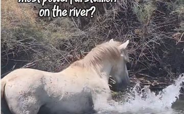 Preparing for his Netflix documentary…a Salt River stallion named Rascal rising the ranks!