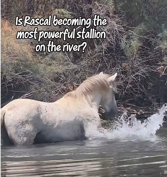 Preparing for his Netflix documentary…a Salt River stallion named Rascal rising the ranks!
