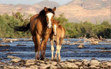🐴 SALT RIVER WILD HORSES, A LOOK BEHIND THE SCENES.