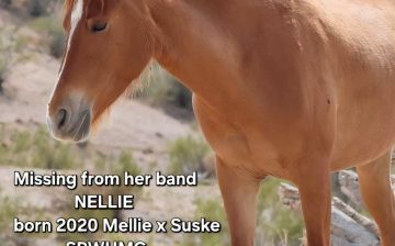 🐴 Nellie is missing, and our Salt River herd count drops rapidly.