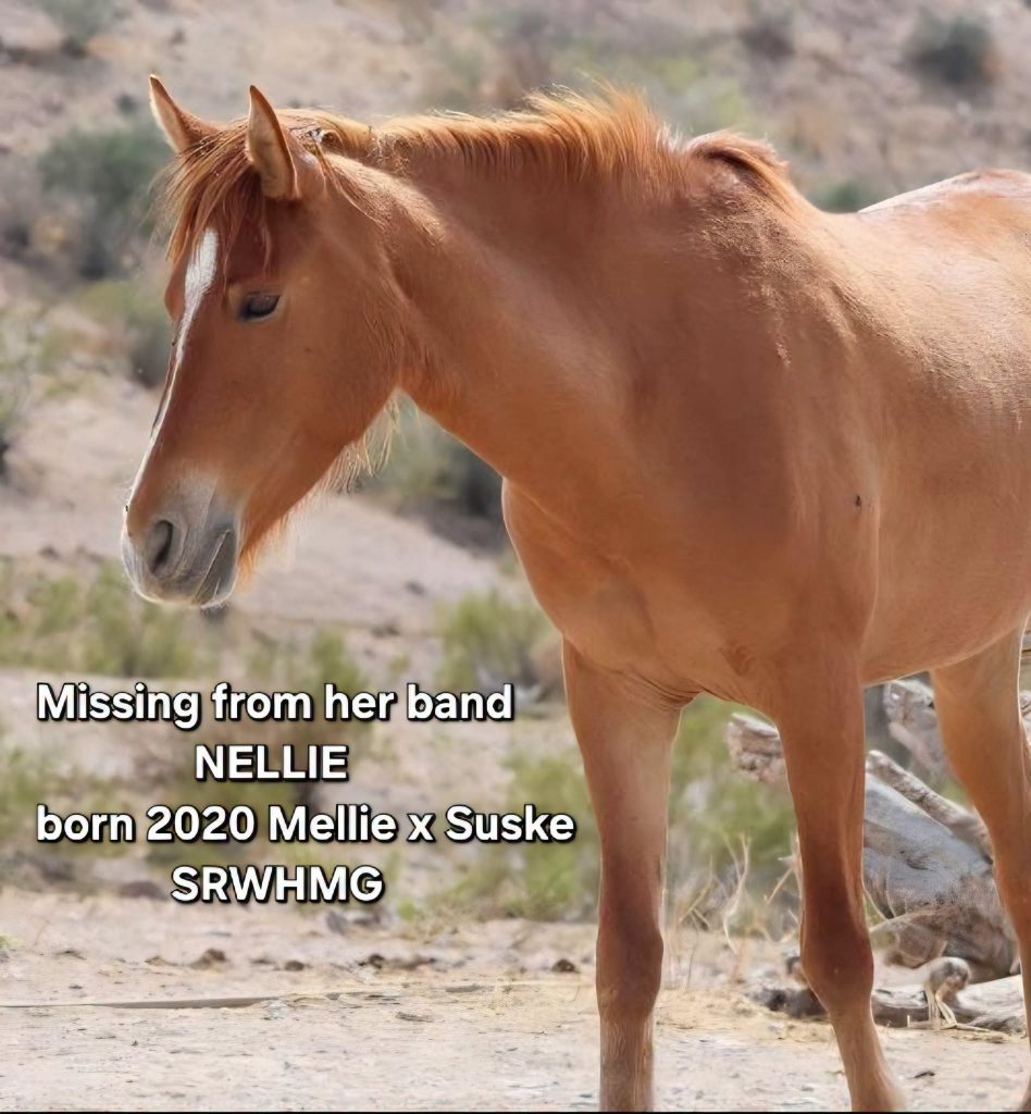 Photo of Nellie. Text reads: Missing from her band: NELLIE, born 2020 to Mellie x Suske. SRWHMG