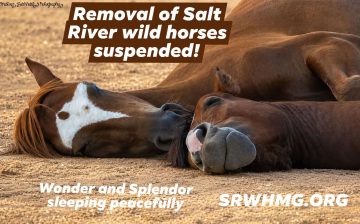 FOR IMMEDIATE RELEASE: Salt River Wild Horse Management Group Commends Governor Hobbs’ Action to Suspend Removals of Salt River Wild Horses Until 2028!