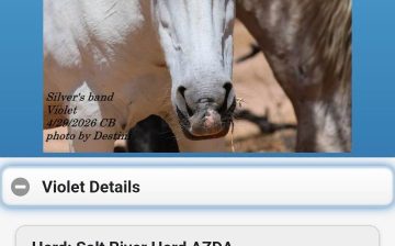 Why We Are Searching So Hard for One Deceased Wild Horse.