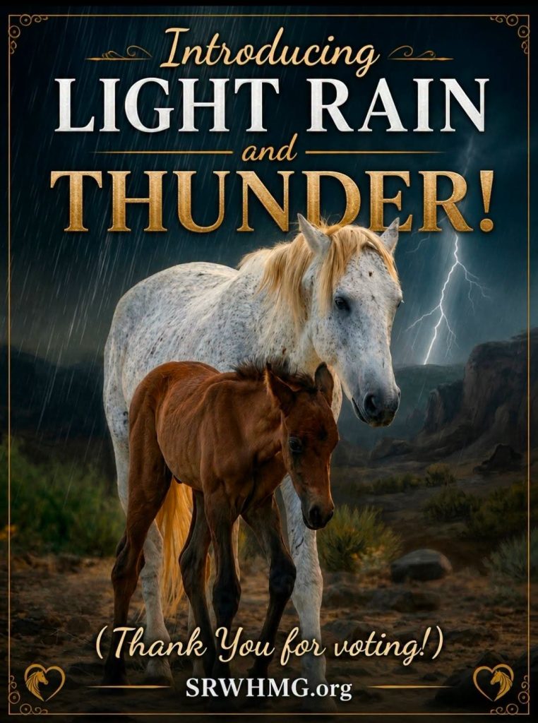 YOU VOTED and now the newest Salt River wild horse carries a powerful name, along with his powerful lineage!