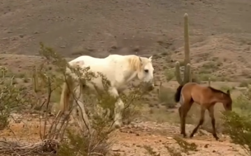 INCREDIBLE WILD HORSE FAMILY ❤️
