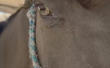 ANOTHER ABANDONED HORSE SAVED! Meet Teddy.