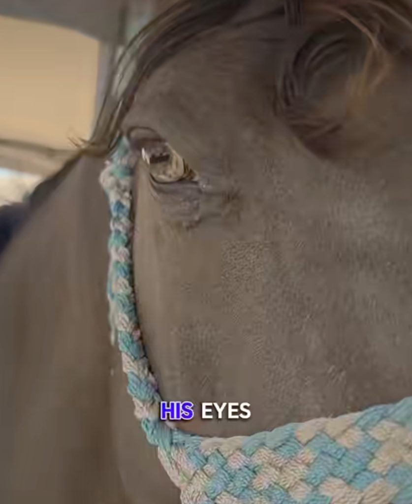 Teddy, rescued abandoned horse — Salt River Wild Horse Management Group