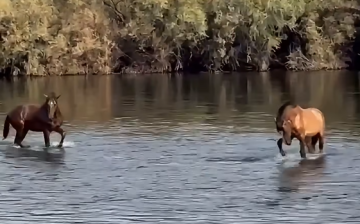 🐴 WHAT DOES IT MEAN WHEN A WILD STALLION “PAWS” THE WATER?