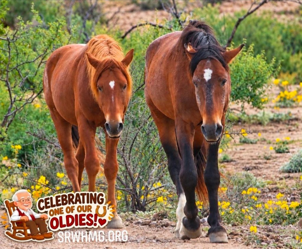 🧓❤️CELEBRATING ONE OF OUR OLDIES! 🐴