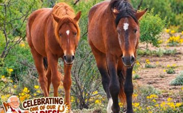 🧓❤️CELEBRATING ONE OF OUR OLDIES! 🐴