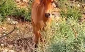 🐴 QUESTION: ISN’T IT BETTER TO FEED WILD HORSES TEMPORARILY IN THE WILD, THAN TO REMOVE THEM AND FEED THEM FOR THE REST OF THEIR LIVES?
