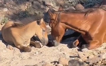 🚨 URGENT: OUR MORI NEEDS SURGERY TO SAVE HER LIFE. 💔🐴
