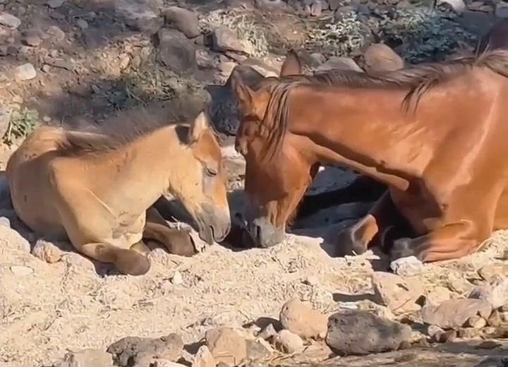🚨 URGENT: OUR MORI NEEDS SURGERY TO SAVE HER LIFE. 💔🐴