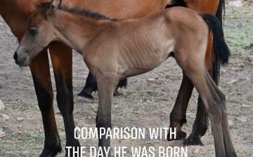 WHAT IN THE WORLD IS HAPPENING TO THUNDER?! 🐴😂