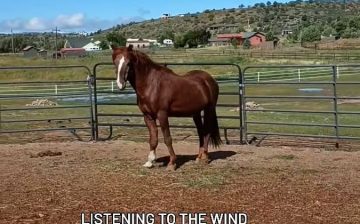 UPDATE ON WIND 🌬️🐴