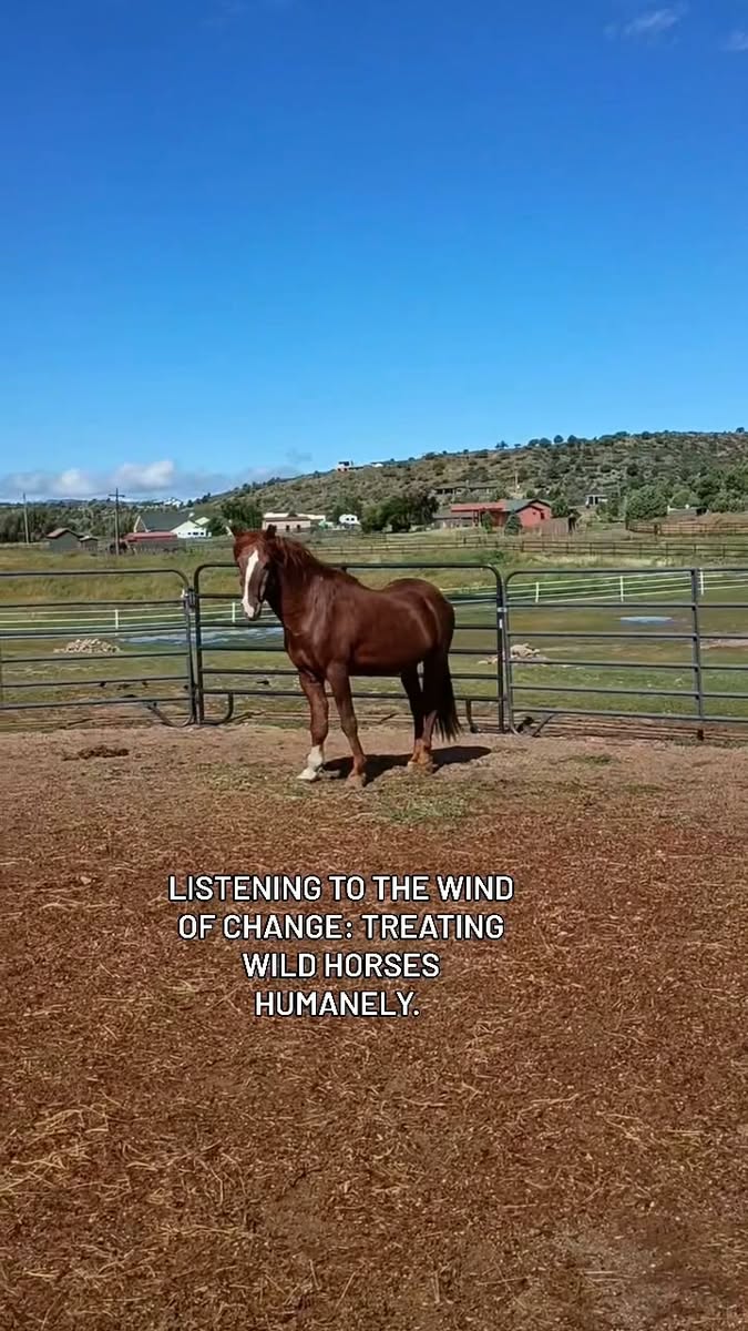 UPDATE ON WIND 🌬️🐴
